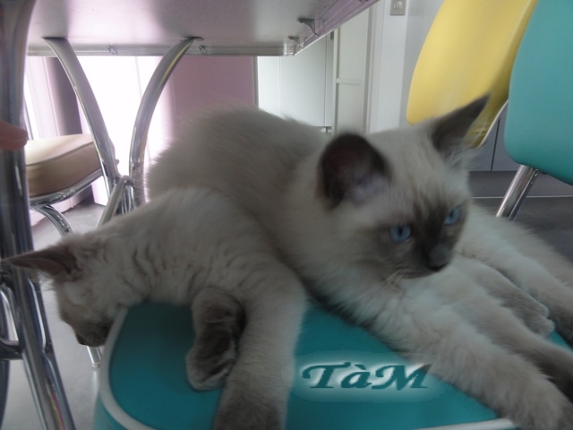 Ragdoll à Malice